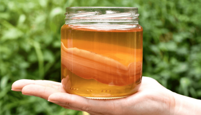 kombucha joliment edgard